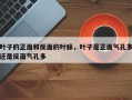 叶子的正面和反面的叶脉，叶子是正面气孔多还是反面气孔多