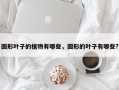 圆形叶子的植物有哪些，圆形的叶子有哪些?