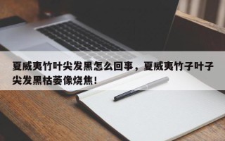 夏威夷竹叶尖发黑怎么回事，夏威夷竹子叶子尖发黑枯萎像烧焦！