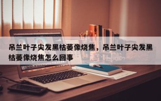 吊兰叶子尖发黑枯萎像烧焦，吊兰叶子尖发黑枯萎像烧焦怎么回事