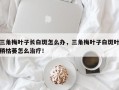 三角梅叶子长白斑怎么办，三角梅叶子白斑叶稍枯萎怎么治疗！