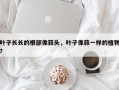 叶子长长的根部像蒜头，叶子像蒜一样的植物？