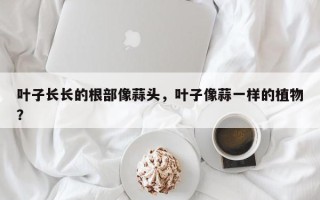 叶子长长的根部像蒜头,叶子像蒜一样的植物? 叶子长长的根部像蒜头,叶子像蒜一样的植物?
