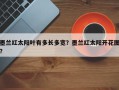 墨兰红太阳叶有多长多宽？墨兰红太阳开花图？