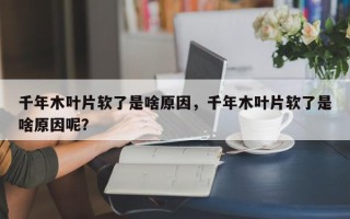 千年木叶片软了是啥原因，千年木叶片软了是啥原因呢？