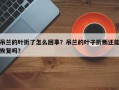 吊兰的叶折了怎么回事？吊兰的叶子折断还能恢复吗？