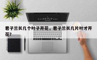 君子兰长几个叶子开花，君子兰长几片叶才开花？