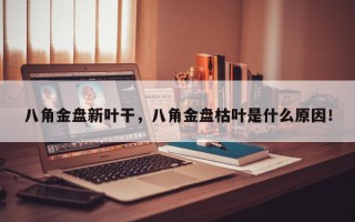 八角金盘新叶干，八角金盘枯叶是什么原因！