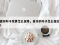 唐印叶子发黄怎么回事，唐印的叶子怎么变红？