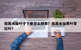 南美水仙叶子下垂怎么回事？南美水仙黄叶耷拉叶？