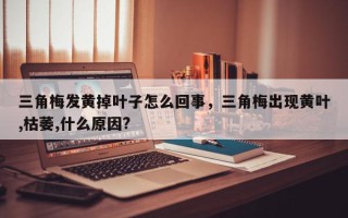 三角梅发黄掉叶子怎么回事，三角梅出现黄叶,枯萎,什么原因?