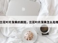 兰花叶片发黄的原因，兰花叶片发黄怎么处理