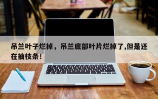 吊兰叶子烂掉，吊兰底部叶片烂掉了,但是还在抽枝条！