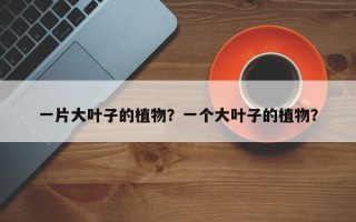 一片大叶子的植物？一个大叶子的植物？