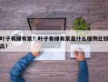 叶子有绿有紫？叶子有绿有紫是什么植物比较高？