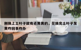 刚换上土叶子就有点黄黄的，花换完土叶子发黄咋回事咋办