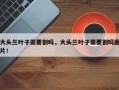 大头兰叶子需要割吗，大头兰叶子需要割吗图片！