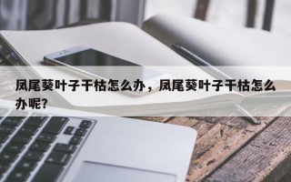 凤尾葵叶子干枯怎么办，凤尾葵叶子干枯怎么办呢？