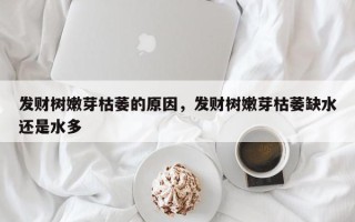 发财树嫩芽枯萎的原因，发财树嫩芽枯萎缺水还是水多
