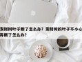 发财树叶子断了怎么办？发财树的叶子不小心弄断了怎么办？
