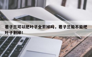 君子兰可以把叶子全剪掉吗，君子兰能不能把叶子割掉！