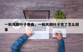 一帆风顺叶子卷曲，一帆风顺叶子弯了怎么回事