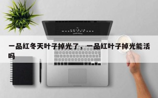 一品红冬天叶子掉光了，一品红叶子掉光能活吗