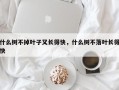 什么树不掉叶子又长得快，什么树不落叶长得快