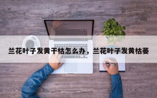 兰花叶子发黄干枯怎么办，兰花叶子发黄枯萎