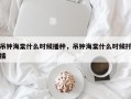吊钟海棠什么时候播种，吊钟海棠什么时候扦插