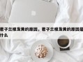 君子兰根发黄的原因，君子兰根发黄的原因是什么