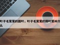叶子毛茸茸的圆叶，叶子毛茸茸的圆叶菜叫什么
