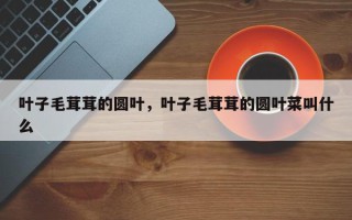 叶子毛茸茸的圆叶，叶子毛茸茸的圆叶菜叫什么