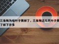 三角梅为啥叶子黄掉了，三角梅这几天叶子黄了掉下许多