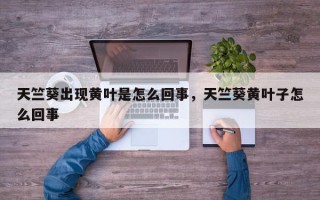 天竺葵出现黄叶是怎么回事，天竺葵黄叶子怎么回事