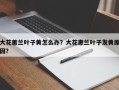 大花蕙兰叶子黄怎么办？大花惠兰叶子发黄原因？
