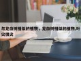 与龙血树相似的植物，龙血树相似的植物,叶尖很尖