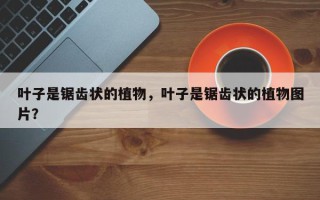 叶子是锯齿状的植物，叶子是锯齿状的植物图片？