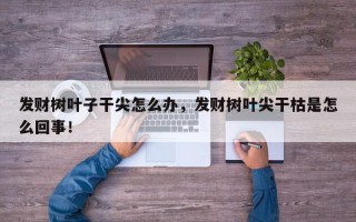 发财树叶子干尖怎么办，发财树叶尖干枯是怎么回事！