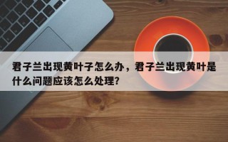 君子兰出现黄叶子怎么办，君子兰出现黄叶是什么问题应该怎么处理？