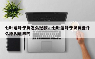 七叶莲叶子黄怎么拯救，七叶莲叶子发黄是什么原因造成的