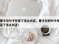 君子兰叶子长歪了怎么纠正，君子兰的叶子长歪了怎么纠正！