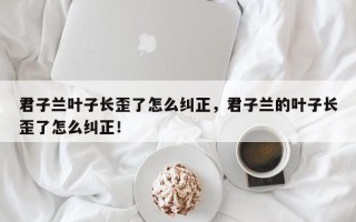 君子兰叶子长歪了怎么纠正，君子兰的叶子长歪了怎么纠正！