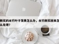 刚买的水竹叶子发黄怎么办，水竹刚买回来怎么处理？
