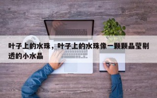 叶子上的水珠,叶子上的水珠像一颗颗晶莹剔透的小水晶 叶子上的水珠,叶子上的水珠像一颗颗晶莹剔透的小水晶