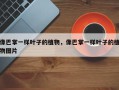 像巴掌一样叶子的植物，像巴掌一样叶子的植物图片