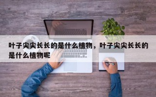 叶子尖尖长长的是什么植物，叶子尖尖长长的是什么植物呢