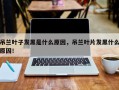 吊兰叶子发黑是什么原因，吊兰叶片发黑什么原因！