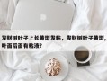 发财树叶子上长黄斑发粘，发财树叶子黄斑,叶面后面有粘液？