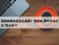 发财树黄叶尖怎么回事？发财树,黄叶子为什么?怎么办?？